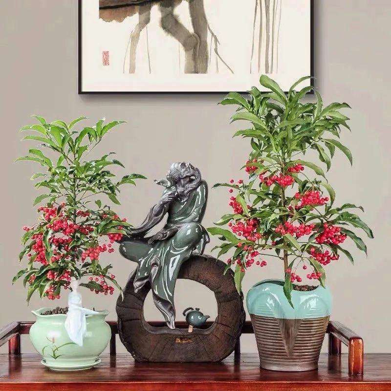 珊瑚豆的养殖方法和注意事项，珊瑚豆的养殖方法生长期每月施一次氮肥（7月在家养盆“吉祥果”）