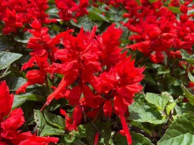 紫薇花什么季节开花，紫薇什么时候开花（温度高也不休眠）