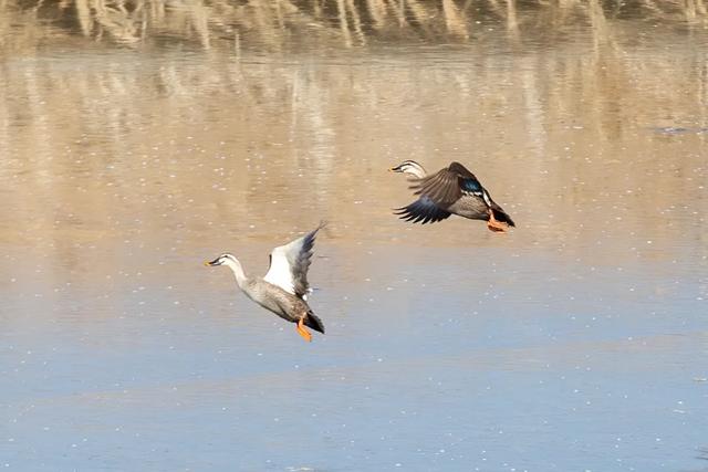 野鸭的种类有哪些，野鸭子有哪几种（TA就是野鸭中最靓的仔）