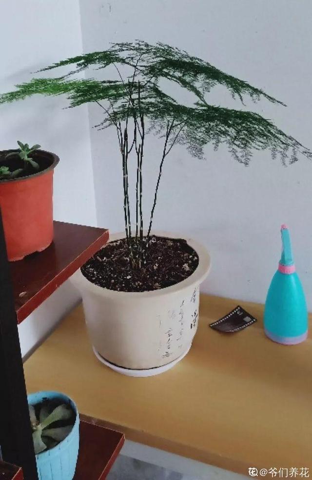 用醋兑水杀蚜虫有用吗，白醋杀蚜虫（浇花的水里加点这种料）