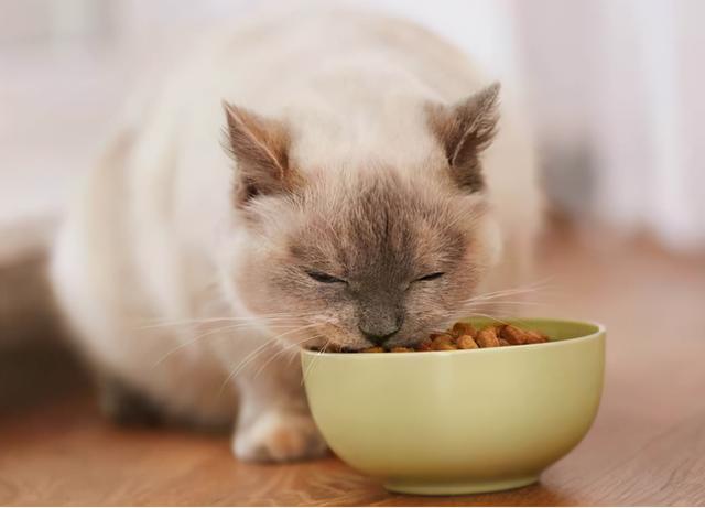 猫咪上火的症状，幼猫上火是什么症状（不用慌，教你降火小妙招）