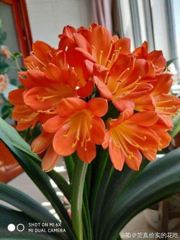 鸟尾花的繁育管理，鸟尾花 花期（30种耐阴花）