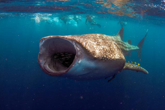 世界上最大鲨鱼最古老图片