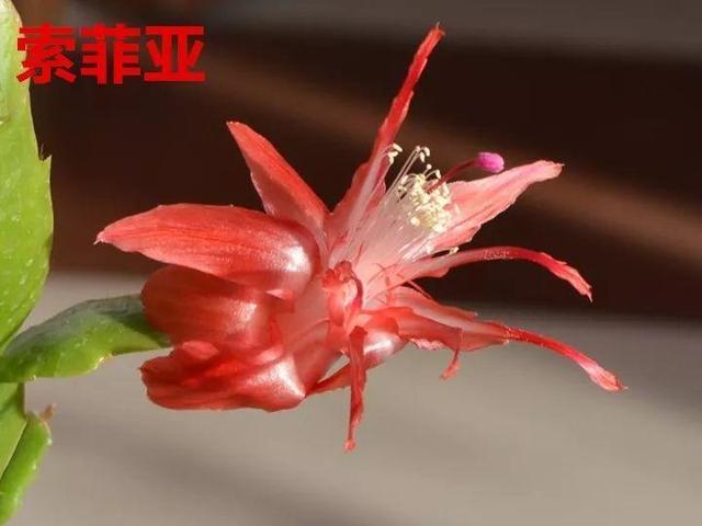 蟹爪兰图片，蟹爪兰你不知道的品种（蟹爪兰支架图片大全）