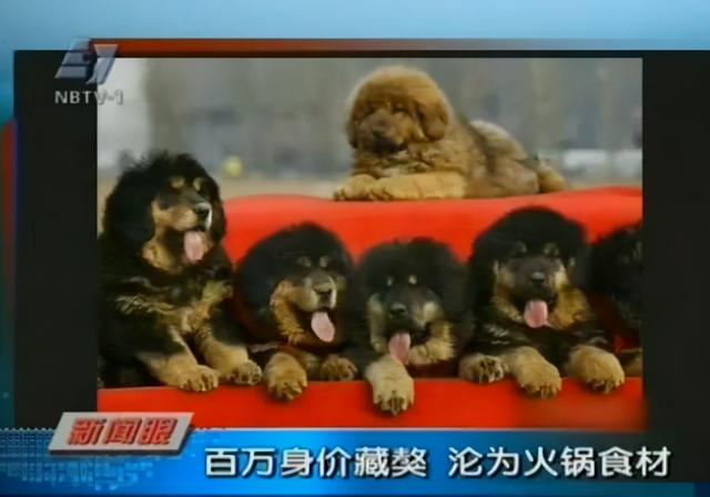 世界第一獒王2亿，中国藏獒十大獒王排名（泡沫是怎么破灭的）