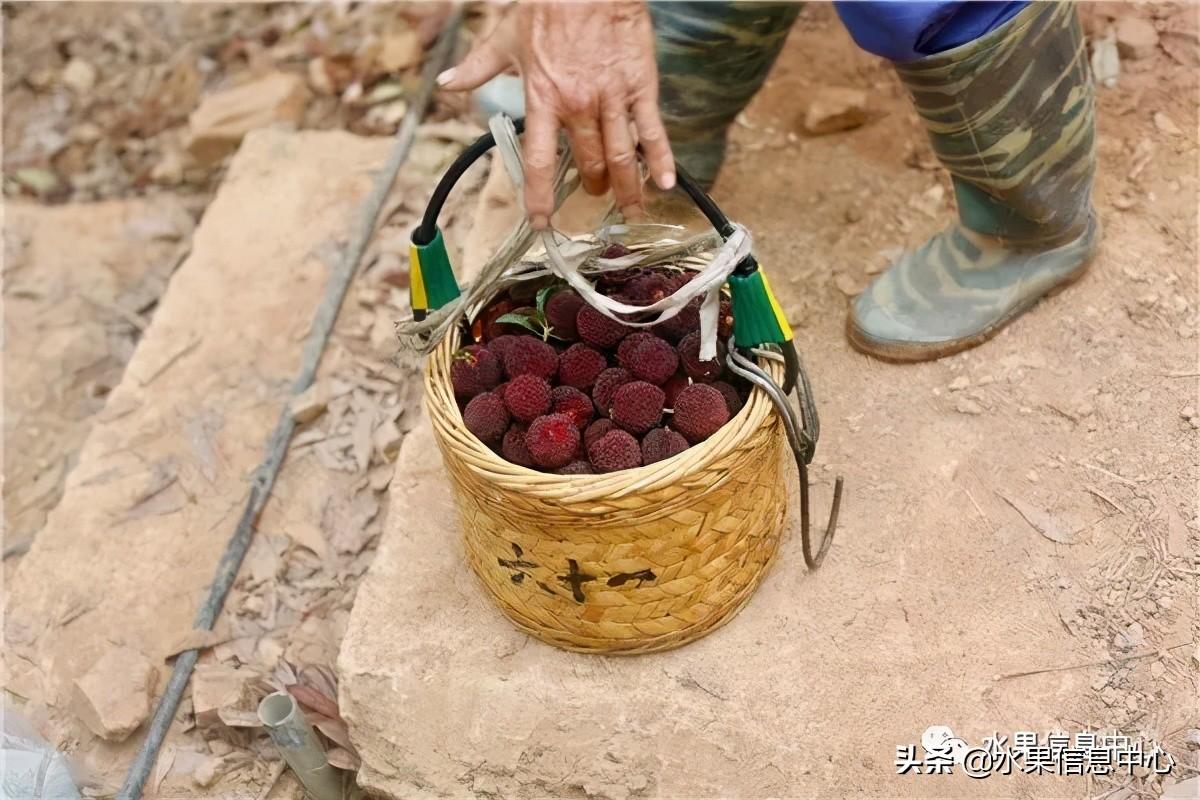 杨梅几月份成熟，我国的杨梅到底哪里最好吃？