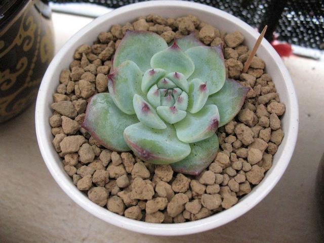 吉娃莲的扦插方法，吉娃莲的扦插方法视频（新手都能扦插出一盆）