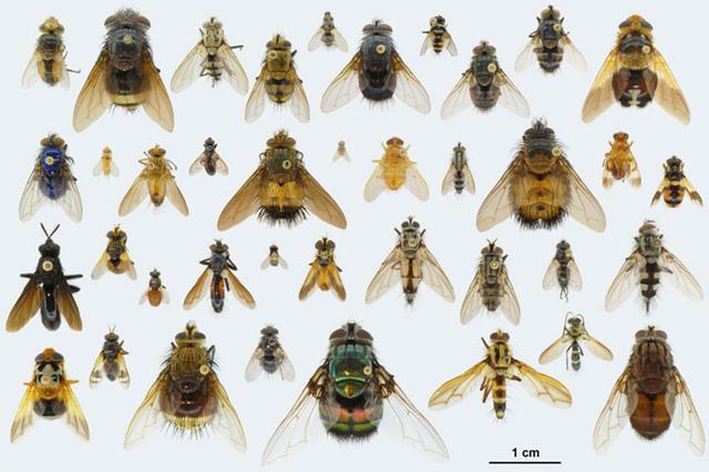 寄生蝇赤眼蜂/trichogramma wasp赤眼蜂科约有80属,目前全世界已发现