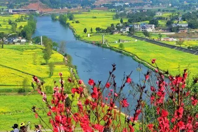 油菜花开的季节，适合家庭室内养的花与绿植（2019年全国油菜花开放时间表）