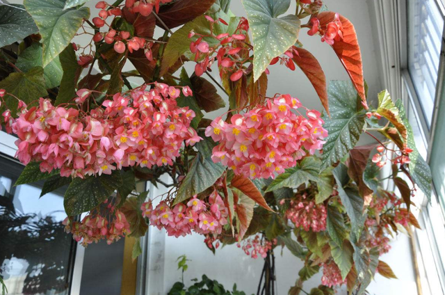 每月什么花开，每月什么花开写一个作文（23种开花植物）