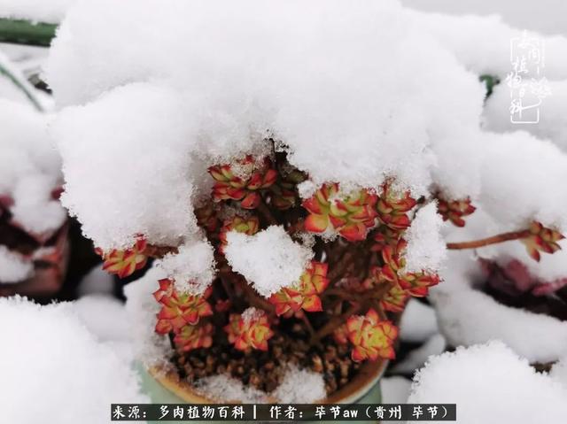 晴天橙子可爱头像微信，晴天橙子可爱头像（有多少次的会心一笑，全因多肉）