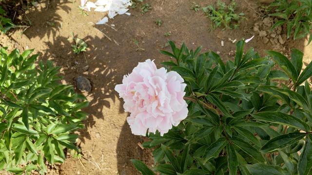 什么什么的故事600字作文，以什么故事作文600字（照片里的故事）