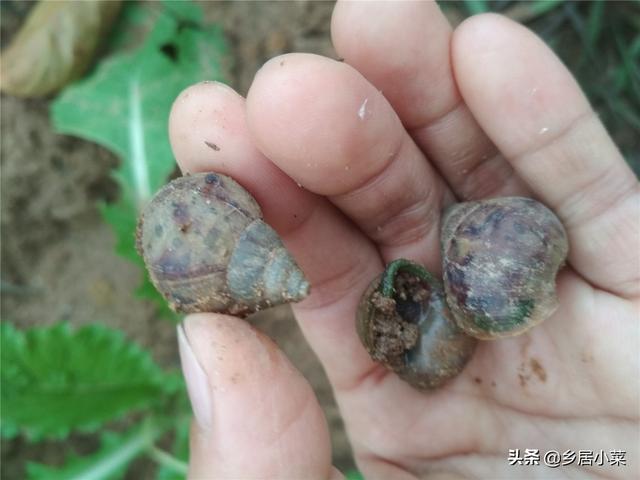 蜗牛吃什么食物，蜗牛吃什么（几个“坚持”后）