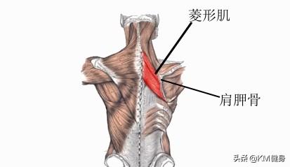 肩胛骨突出，肩胛骨突出图片（4个动作帮你改善）
