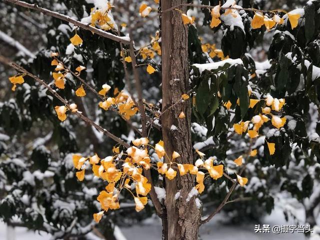 情侣唯美雪景图片，情侣唯美雪景图片真实（冬日初雪印象：一半冬雪）