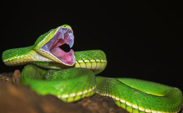 绿色的蛇叫什么蛇，全身绿色的蛇是什么蛇（广东一公交车站旁惊现毒蛇竹叶青）