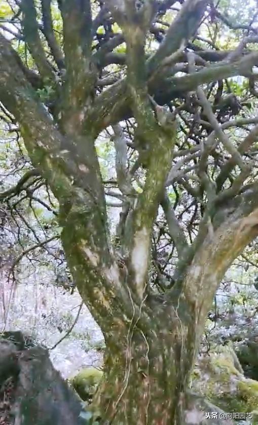 黄杨（黄杨树价格表，这棵黄杨树生长了百年（最贵的黄杨树图片价格）