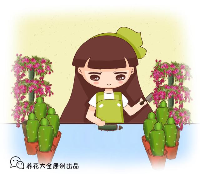 仙人球怎么移栽，仙人球怎样移栽移植和养护（掰个仙人球小侧芽）