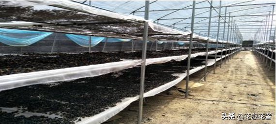 湿木耳能放多久，超市买的湿木耳能放多久（黑木耳高产栽培采收、加工关键技术）