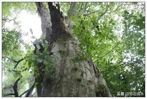 金缕梅，国家一级濒危珍稀植物（金缕梅对皮肤的作用）