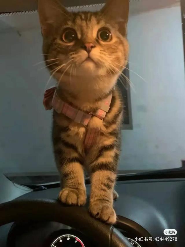 可爱表情包.抱我的小猫腿舔我的jio，微信头像，可爱表情包.抱我的小猫腿舔我的jio（却把评论区逼成了恋jio癖哈哈哈）