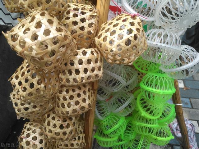 蝈蝈养殖，蝈蝈养殖的成本及利润（你知道这个行业吗）