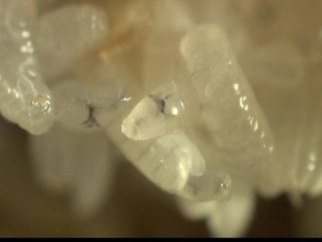 苍蝇养殖技术，苍蝇养殖技术与管理（王泽铺昆虫小镇黑水虻、蝇蛆的液体饲养技术）