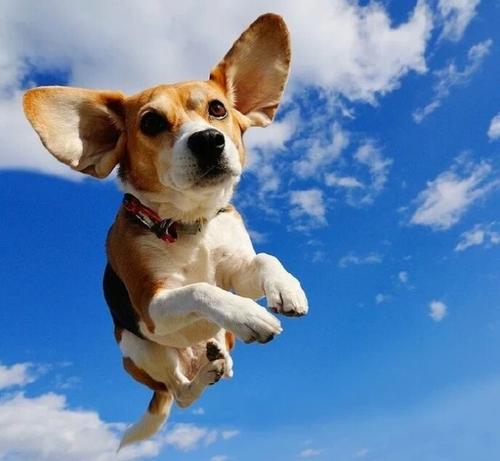 柴犬情头，微信头像，柴犬情头（我还是没找到一起用狗狗情侣头像的人...）