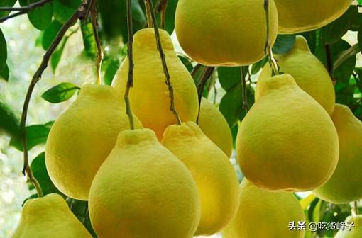 柚子怎么挑，柚子怎么挑选（别只会挑大的买）