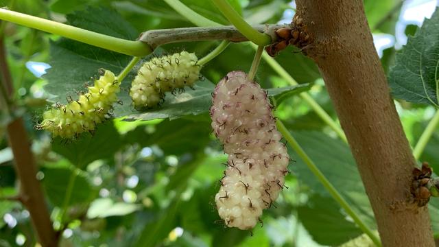 白桑葚与黑桑葚的区别，白桑葚和黑桑葚（这桑葚怎么是白色的）