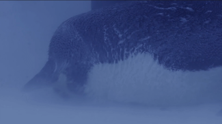 企鹅宝宝在爸爸的哪里取暖，企鹅宝宝在爸爸的哪里去了（帝企鹅爸爸为保全孩子）