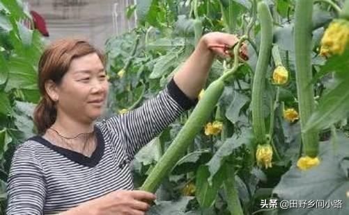 丝瓜种植的注意事项有哪些，丝瓜的养殖方法和注意事项（丝瓜露地栽培管理技术要点）