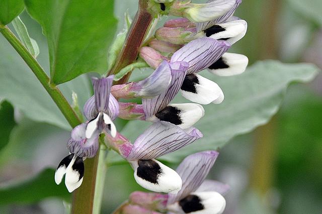 杂粮有哪些品种，粗粮都有什么（中国豆类大全）