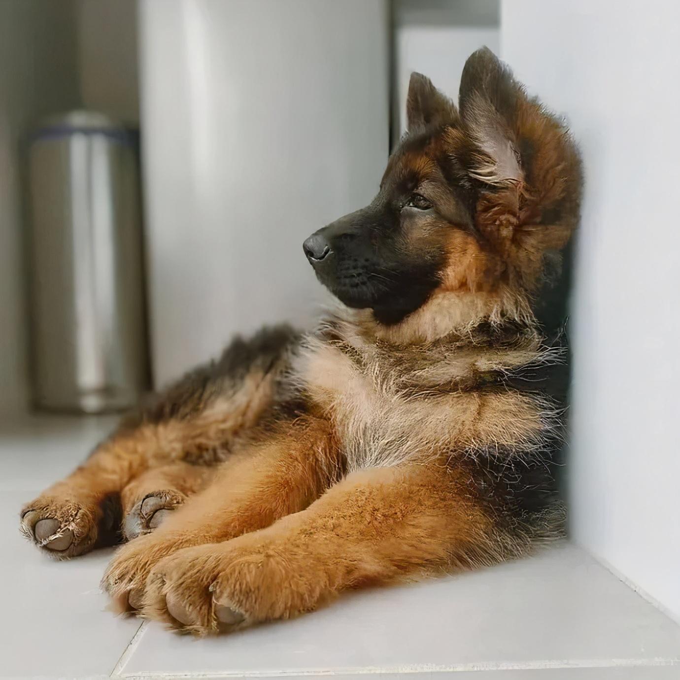 警犬多少钱一只(中国最厉害的警犬)
