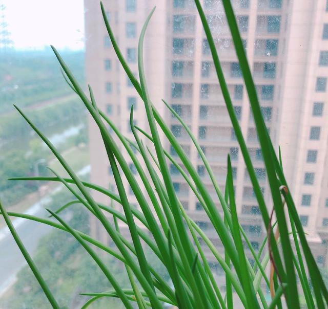 家庭小葱种植方法，小葱种植方法家庭版（一年四季郁郁葱葱）