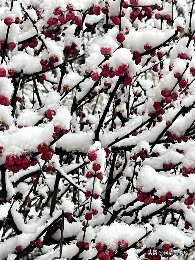 关于冷雪的句子，雪冷心更冷的句子（七绝•雪中花）
