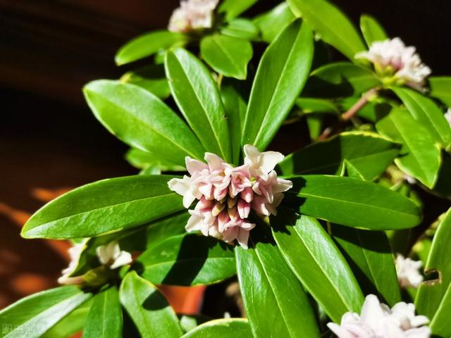 金边瑞香怎么养开花，金边瑞香怎么养开花好（“一多二勤”要牢记）