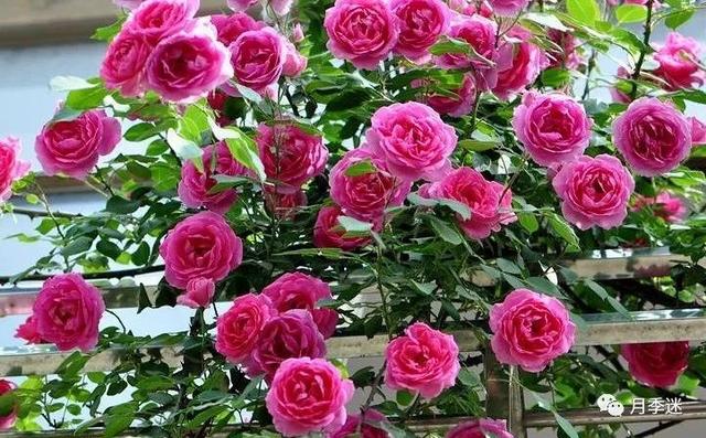 月季花品种，十大经典品种（凭一己之力撑起了整个花园的颜值）