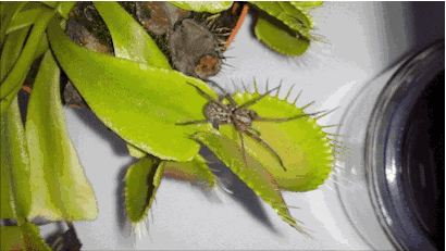 巨型猪笼草有毒吗,猪笼草有毒吗?有什么作用(世界极具恐怖的植物) 巨型猪笼草有毒吗,猪笼草有毒吗?有什么作用(世界极具恐怖的植物)