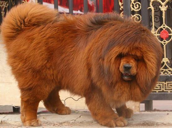 哺乳动物有哪些，世界上哺乳类动物有哪些（哺乳类动物和图片）