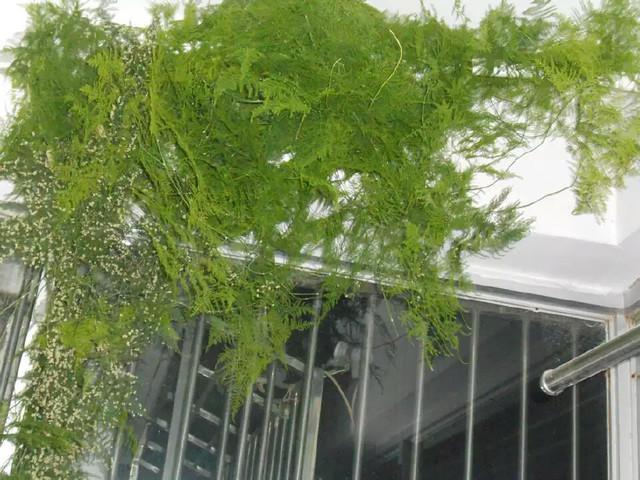 文竹全部剪掉还会发吗，文竹是不是要剪头（这家养的文竹连年疯长）