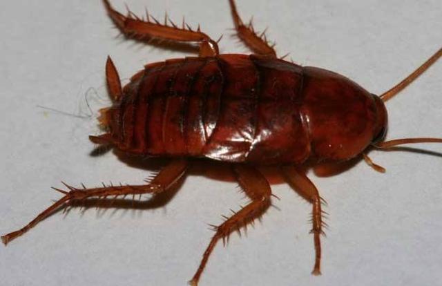 120万字的dnd背景异兽流小说,主角前期是红龙,后期会变成有着钚龙和虹