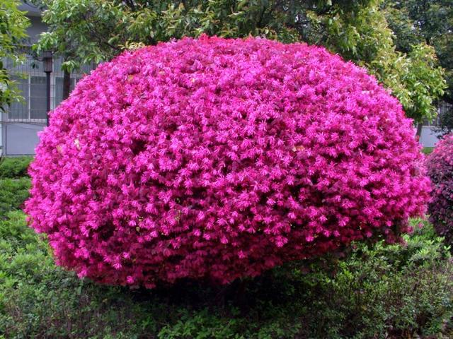 红花继木，红花檵木～娇颜耀芳丛（红花继木）