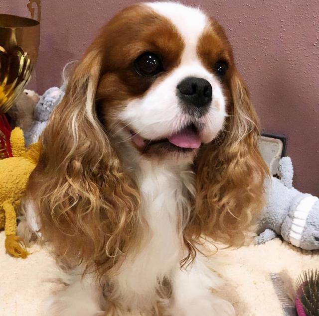 狗种类大全及名称，狗狗品种名称大全（“超可爱”的8种狗）