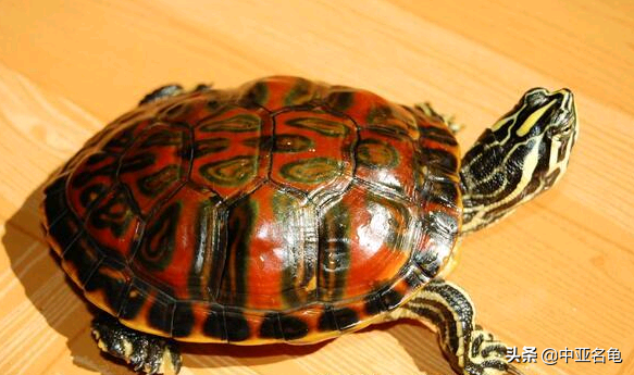 乌龟一般吃什么，家养的小乌龟一般吃什么（最全面的新手养龟攻略）