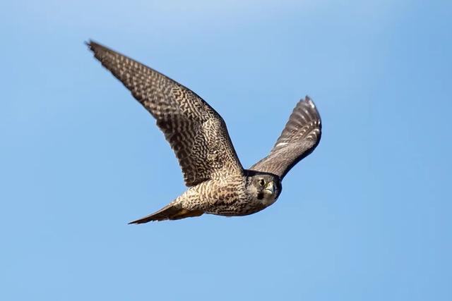 隼是什么鸟，生物演化史上的速度巅峰（隼是什么鸟吃什么食物）
