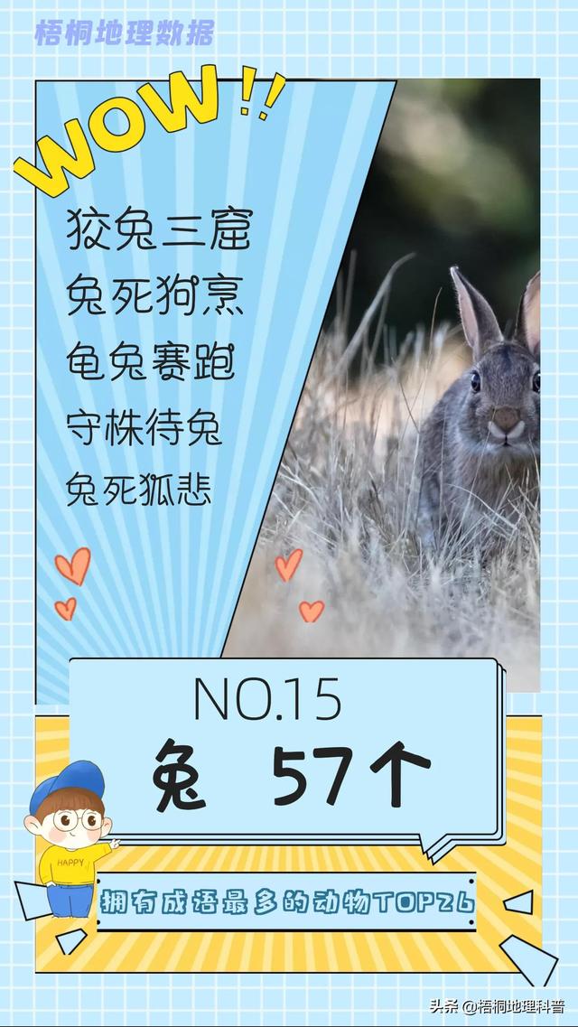 关于猫的词语有多少个，关于猫的词语有多少个词语（盘点哪种动物拥有的成语最多）