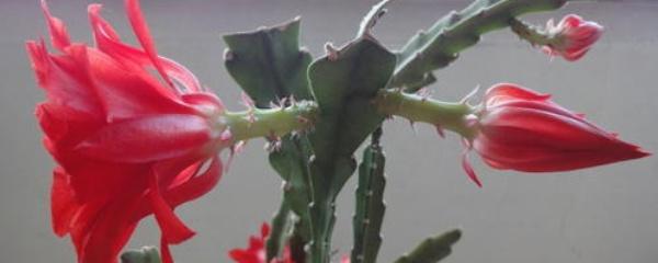 倒插莲花是什么意思，倒插莲花图片（刚倒栽的令箭荷花要浇水吗）