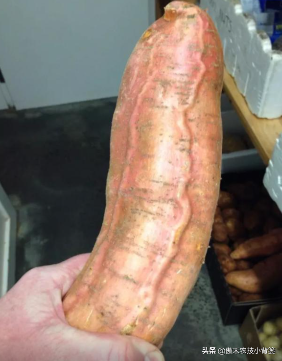 推饼子十句口诀，推饼子十句口诀小鬼推磨（红薯开裂、凸筋、弯曲畸形不用愁）