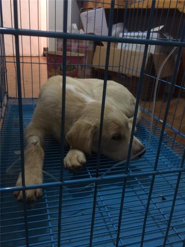 狗为什么会得细小，什么原因导致狗狗得细小（为何却被查出患有细小）